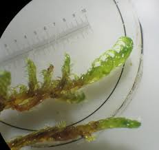 Attēlu rezultāti vaicājumam “Scorpidium cossonii”