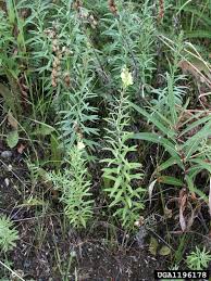 Attēlu rezultāti vaicājumam “Linaria vulgaris leaf”