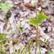 Attēlu rezultāti vaicājumam “Saxifragaceae”