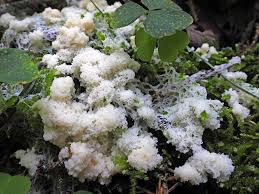 Attēlu rezultāti vaicājumam “Symphytocarpus impexus”