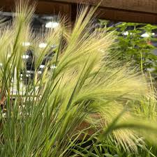 Attēlu rezultāti vaicājumam “Hordeum jubatum”