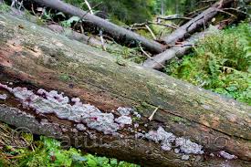 Attēlu rezultāti vaicājumam “Phlebia centrifuga”