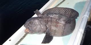 Image result for Anarhichas lupus