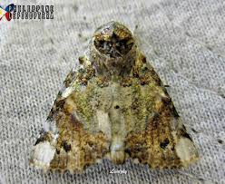 Attēlu rezultāti vaicājumam “Nolidae”