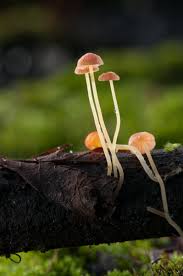 Attēlu rezultāti vaicājumam “Mycena acicula”