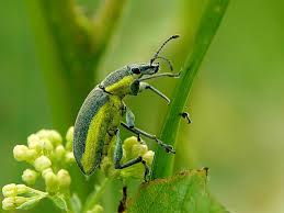 Attēlu rezultāti vaicājumam “Chlorophanus viridis”