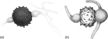Attēlu rezultāti vaicājumam “Didymium annulisporum spores”