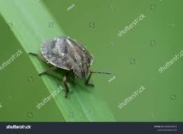 Attēlu rezultāti vaicājumam “Eurygaster testudinaria nymph”