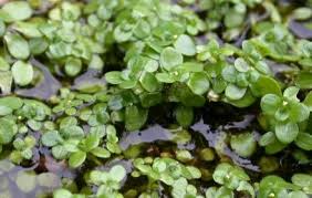 Attēlu rezultāti vaicājumam “Callitriche cophocarpa”