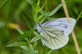 Attēlu rezultāti vaicājumam “Pieris napi male”