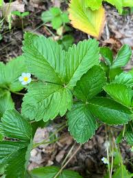 Attēlu rezultāti vaicājumam “Fragaria vesca leaf”
