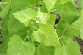Image result for Atriplex hortensis