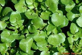 Image result for Rorippa nasturtium-aquaticum