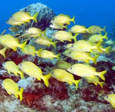 Image result for Haemulon flavolineatum