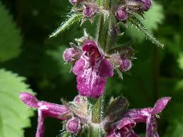 Attēlu rezultāti vaicājumam “Stachys sylvatica flower”