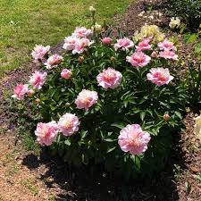 Attēlu rezultāti vaicājumam “Paeonia lactiflora”