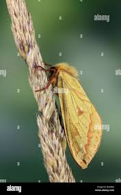 Attēlu rezultāti vaicājumam “Hepialus humuli female”