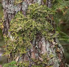 Attēlu rezultāti vaicājumam “Lobaria pulmonaria”