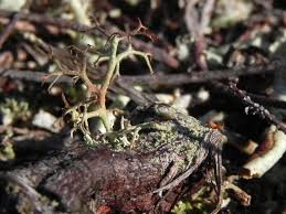 Attēlu rezultāti vaicājumam “Cladonia ciliata”