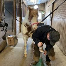 Image result for Annandale Equestrian Centre