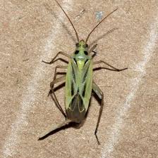 Attēlu rezultāti vaicājumam “Stenotus binotatus”