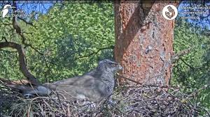 Attēlu rezultāti vaicājumam “Accipiter gentilis nest”