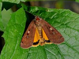 Attēlu rezultāti vaicājumam “Noctua pronuba”