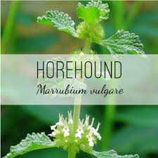 Image result for Marrubium vulgare