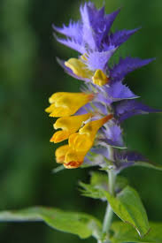Attēlu rezultāti vaicājumam “Melampyrum nemorosum”