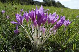 Attēlu rezultāti vaicājumam “Colchicum autumnale”