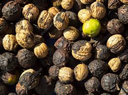 Attēlu rezultāti vaicājumam “Juglans regia fruit”