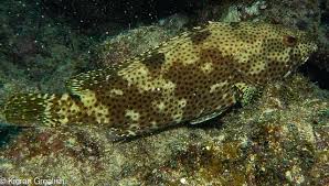 Image result for Epinephelus adscensionis