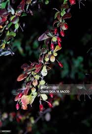 Attēlu rezultāti vaicājumam “Berberidaceae”