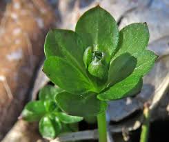 Attēlu rezultāti vaicājumam “Oenothera rubricauli bud”