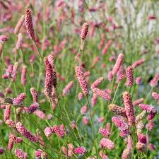 Attēlu rezultāti vaicājumam “Sanguisorba officinalis”