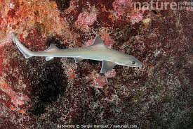 Image result for Mustelus