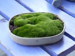 Attēlu rezultāti vaicājumam “Bryum caespiticium”