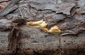 Attēlu rezultāti vaicājumam “Diplomitoporus flavescens”