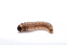 Attēlu rezultāti vaicājumam “Ostrinia nubilalis”