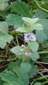 Attēlu rezultāti vaicājumam “Mentha arvensis flower”