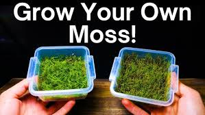 Attēlu rezultāti vaicājumam “moss”