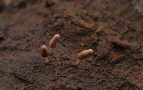 Attēlu rezultāti vaicājumam “Licea chelonoides”