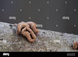 Attēlu rezultāti vaicājumam “Encoelia furfuracea”