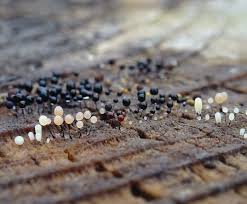 Attēlu rezultāti vaicājumam “Comatricha alta”