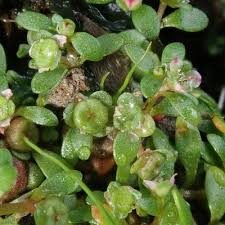 Attēlu rezultāti vaicājumam “Elatine hydropiper leaf”