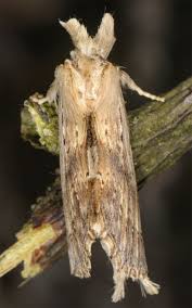Attēlu rezultāti vaicājumam “Pterostoma palpina”