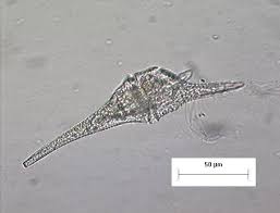 Attēlu rezultāti vaicājumam “Craterium sp.”