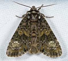 Attēlu rezultāti vaicājumam “Craniophora ligustri”