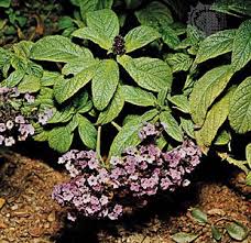 Attēlu rezultāti vaicājumam “Boraginaceae”