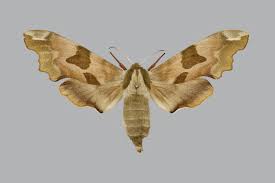 Attēlu rezultāti vaicājumam “Mimas tiliae”